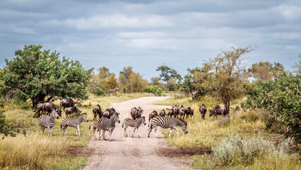 Large group of Plains zebra and blue wildebeest on safari gravel road in Greater Kruger National...