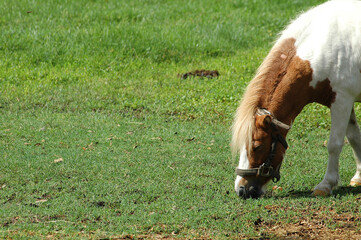 horse in the meadow