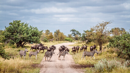 Large group of Plains zebra and blue wildebeest on safari gravel road in Greater Kruger National park, South Africa