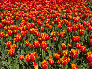 Big meadow of beautiful red and orange tulips on a sunny summer day
