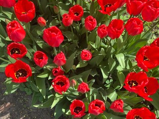 Meadow of beautiful red tulips on a sunny summer day. View from above