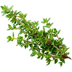 Obraz premium Fresh thyme leaf