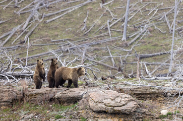 Grizzly Bear Sow and Her Cubs in Yellowstone National Park in Springtime