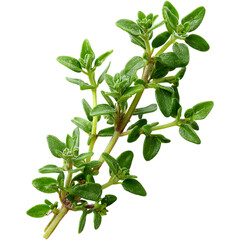 Fototapeta premium Fresh thyme leaves 
