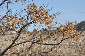 Melia azedarach - Chinaberry Tree with Bipinnate Leaves, Textured Bark and Upright Growth Form