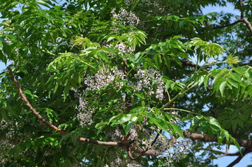 Melia azedarach - Chinaberry Tree with Bipinnate Leaves, Textured Bark and Upright Growth Form