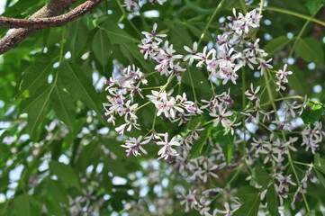 Melia azedarach - Chinaberry Tree with Bipinnate Leaves, Textured Bark and Upright Growth Form