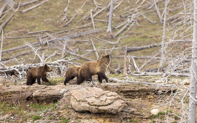 Grizzly Bear Sow and Her Cubs in Yellowstone National Park in Springtime
