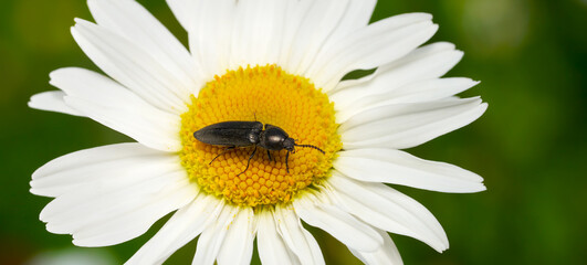 Käfer auf einer Margerite - Schnellkäfer (Elateridae) Panorama Nahaufnahme - Baden-Württemberg,...