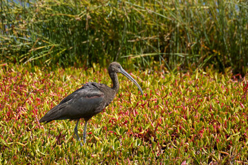 Sichler (Plegadis falcinellus) steht inmitten von rot gefärbtem Meerportulak (Sesuvium portulacastrum) vor hohem Schilf - La Charca de Maspalomas, Gran Canaria