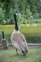 Paris, France - 06 09 2025: Park Buttes Chaumont. A pair of geese and their young walk to find food with another adult near the lake