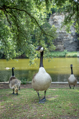Paris, France - 06 09 2025: Park Buttes Chaumont. A pair of geese and their young walk to find food with another adult near the lake