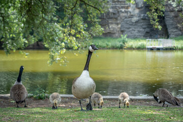 Obraz premium Paris, France - 06 09 2025: Park Buttes Chaumont. A pair of geese and their young walk to find food with another adult near the lake