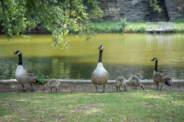 Paris, France - 06 09 2025: Park Buttes Chaumont. A pair of geese and their young walk to find food with another adult near the lake