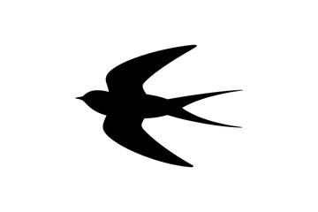 Silhouette of a swallow bird in flight on white background
