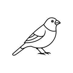 Fototapeta premium finch line art