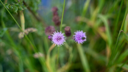 Purple thistle flower in spring