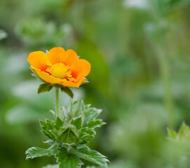 Beautiful close-up of potentilla argyrophylla