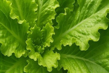 Fresh Green Lettuce Leaves Close-Up Texture and Detail