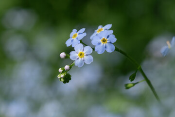 Forget-me-not – A delicate blue forget-me-not in full bloom, against a blurred green background. A symphony of subtlety and grace.
