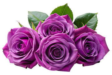 purple roses image isolated on transparent