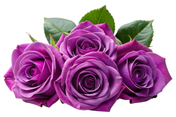 purple roses image isolated on transparent