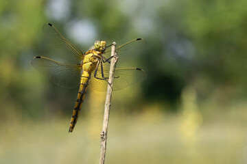 Black-tailed Skimmer on Dry Stem – A female Black-tailed Skimmer rests delicately on a dry weed...