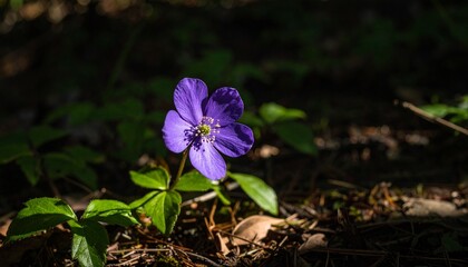blue spring flowers