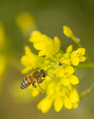 Close up of Yellow mustard flower blooms with a single bee. This spring weed, flower, plant is common in the countryside of rural America and Virginia. Bee flying with pollen.