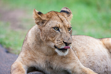 South Africa, Kruger National Park, Lion (Panthera leo), female, lioness