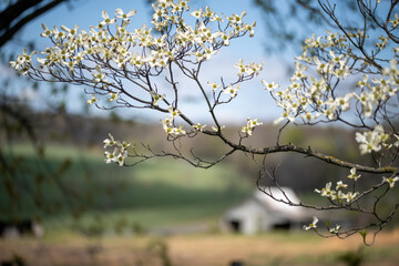 Dogwood blooms are in the foreground of an old wooden barn, faded in the background, this rural scene is common in the countryside of Virginia in the spring.  Flowering tree in rural America.