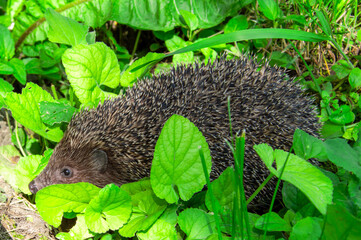 A hedgehog explores lush green foliage in a garden, searching for food while enjoying the warm sunlight of early spring