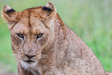 South Africa, Kruger National Park, Lion (Panthera leo), female, lioness