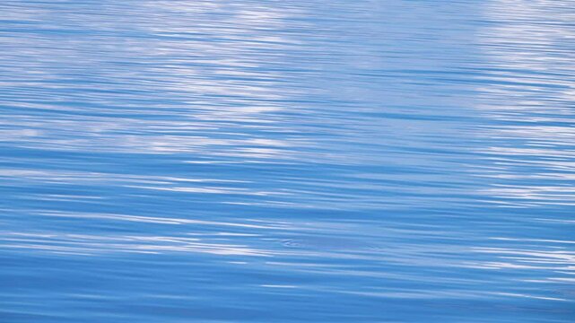 Flying fish (adonis, Exocaetidae, probably Exocoetus volitans) fly over the quiet bountiful sea. The blue water of the Flores Sea. Indonesia