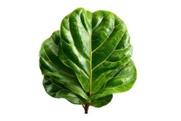 Close-up studio shot of a vibrant green fiddle leaf fig on a transparent background