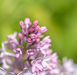 Purple Lilac blooms in spring in Virginia. Close up of blooming lilac bush in rural United States. This perennial flowering bush is very common.  Image is square,  1:1, blurred green background. 