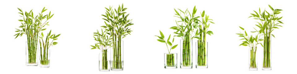 Serene bamboo plants in glass vases