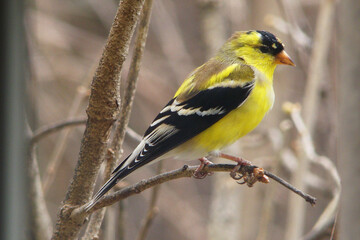 gold finch male bird perched tree branch