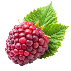 Fototapeta premium Close up of a ripe raspberry with leaves on a black background