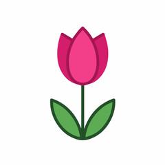 Pink tulip blossom, a single bloom of spring's beauty, isolated on white