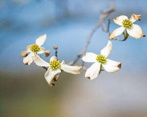 Close up of Dogwood Bloom tree, the flower and tree of Virginia.  A white and green bloom with 5 petals that flowers in the spring.  A common rural country scene with blue sky background.