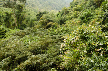 Rainforest in Cat Ba National Park. Cat Ba Island. Vietnam.