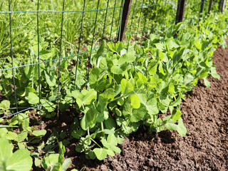 Green pea plants growing near wire fence in the garden 