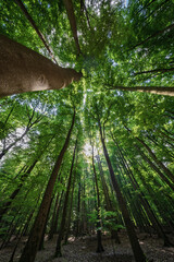 Sunlight filtering beautifully through the lush canopy of the forest creates a magical ambiance