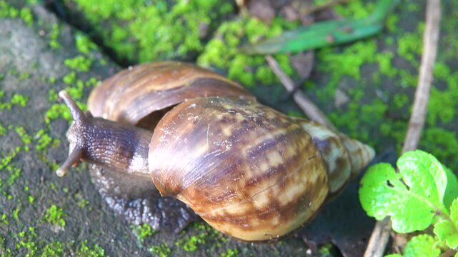 Tropical hermaphrodite snails (resemble the grape snail) during mating. Surabaya. Indonesia