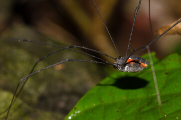 Harvestman on a leaf. Cat Ba National Park. Cat Ba Archipelago. Vietnam.