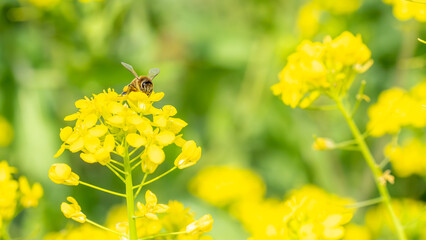 A close up of a honey bee drinking nectar from Yellow Mustard flower blooms. Helping pollinate and collecting pollen on legs, Bright yellow with a faded green background of foliage. Horizontal image. 