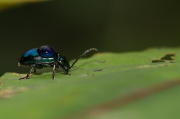 Leaf beetle with a drop of water on its back. Cat Ba National Park. Cat Ba Archipelago. Vietnam.