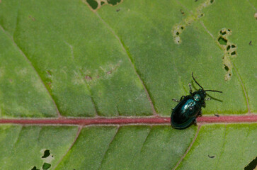 Leaf beetle with a drop of water on its back. Cat Ba National Park. Cat Ba Archipelago. Vietnam.