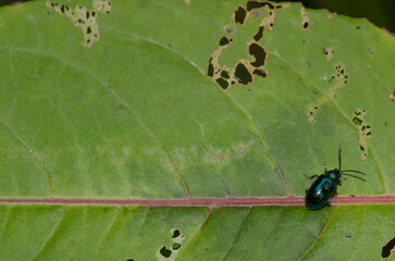 Leaf beetle with a drop of water on its back. Cat Ba National Park. Cat Ba Archipelago. Vietnam.